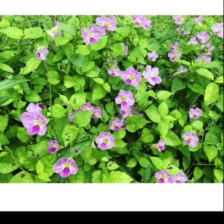 bù ngót nhật. 10 cây