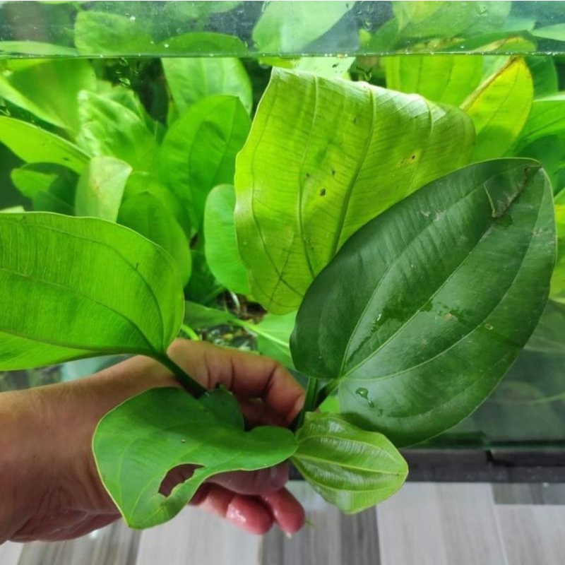 Bách thủy tiên - Lan nước thủy sinh không cần co2, không cần phân nền rất dễ sống