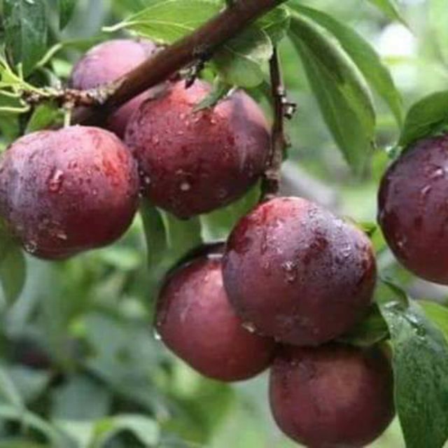 Cây gióng mận