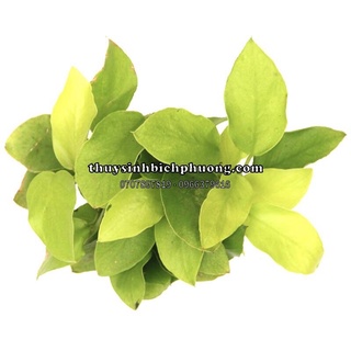 RÁY LÁ VÀNG - CÂY THUỶ SINH DÁN ĐÁ LŨA HỒ CÁ THỦY SINH KHÔNG CẦN CO2