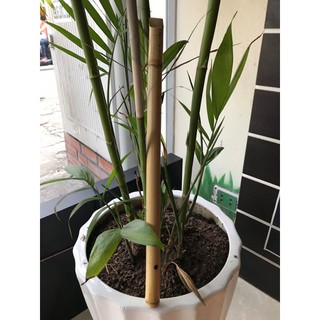 Sáo Trúc Dọc