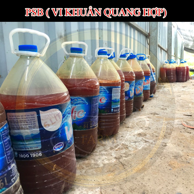 Vi sinh PSB bình 6 lít - Vi khuẩn quang hợp - Làm trong nước cực tốt
