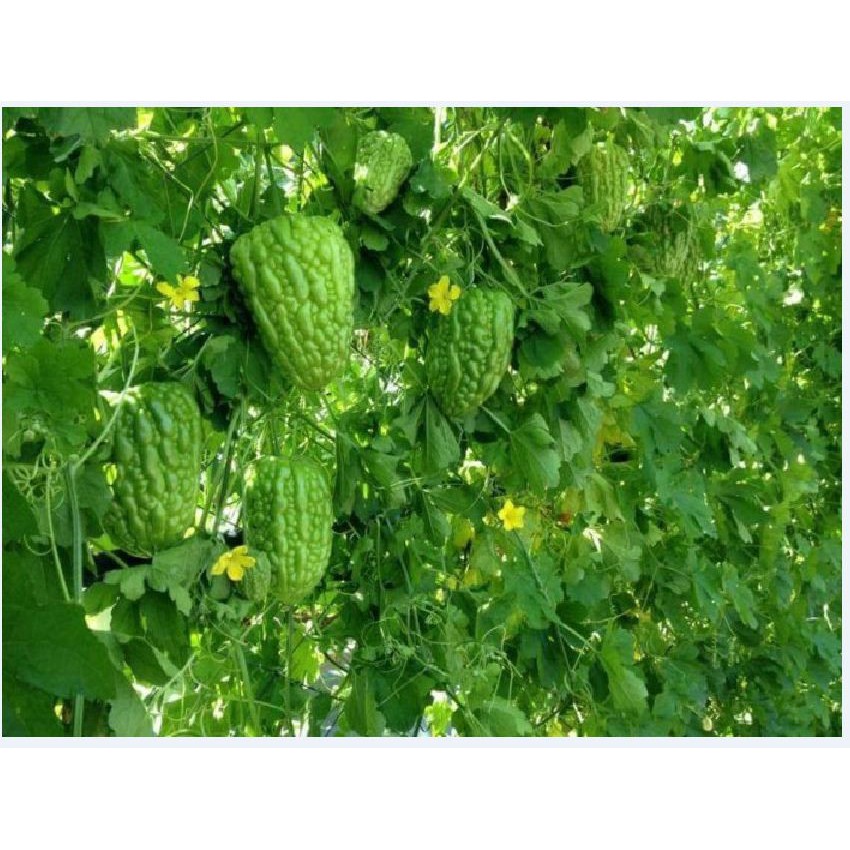 HẠT GIỐNG KHỔ QUA TRÁI TIM F1 779 - GÓI 5 HẠT