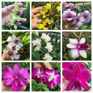 Lan giống denro màp