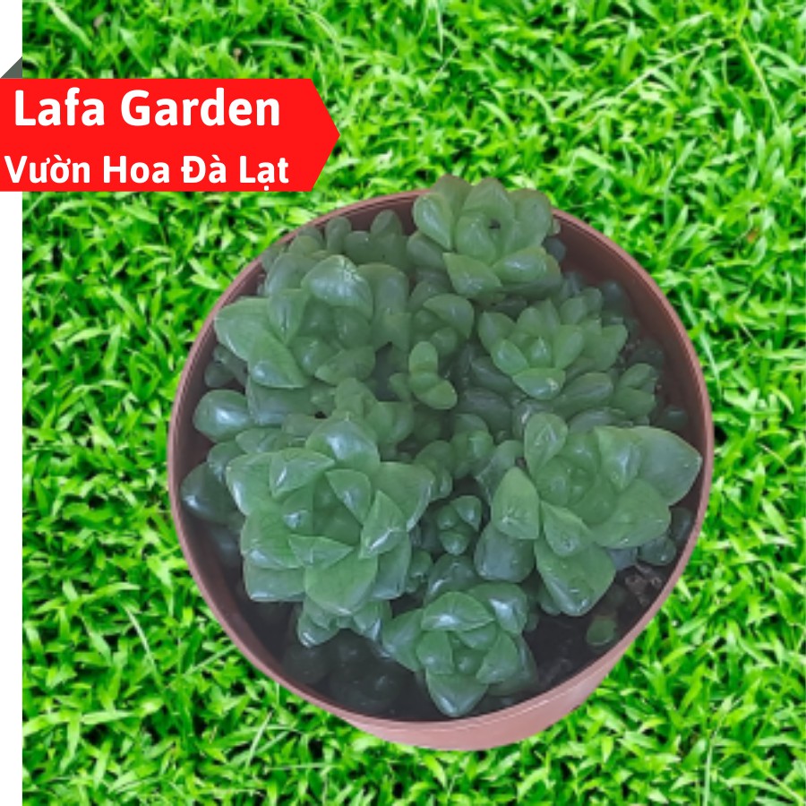 Cây sen đá ngọc tròn size trung LAFA GARDEN, lá tròn mọng nước, nhiều sen con