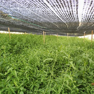 cây mảng cộng - 1kg