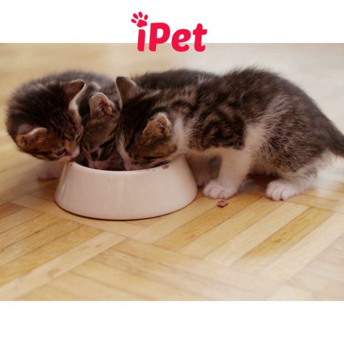 Sữa Cho Chó Mèo Bio Milk For Pet - iPet Shop