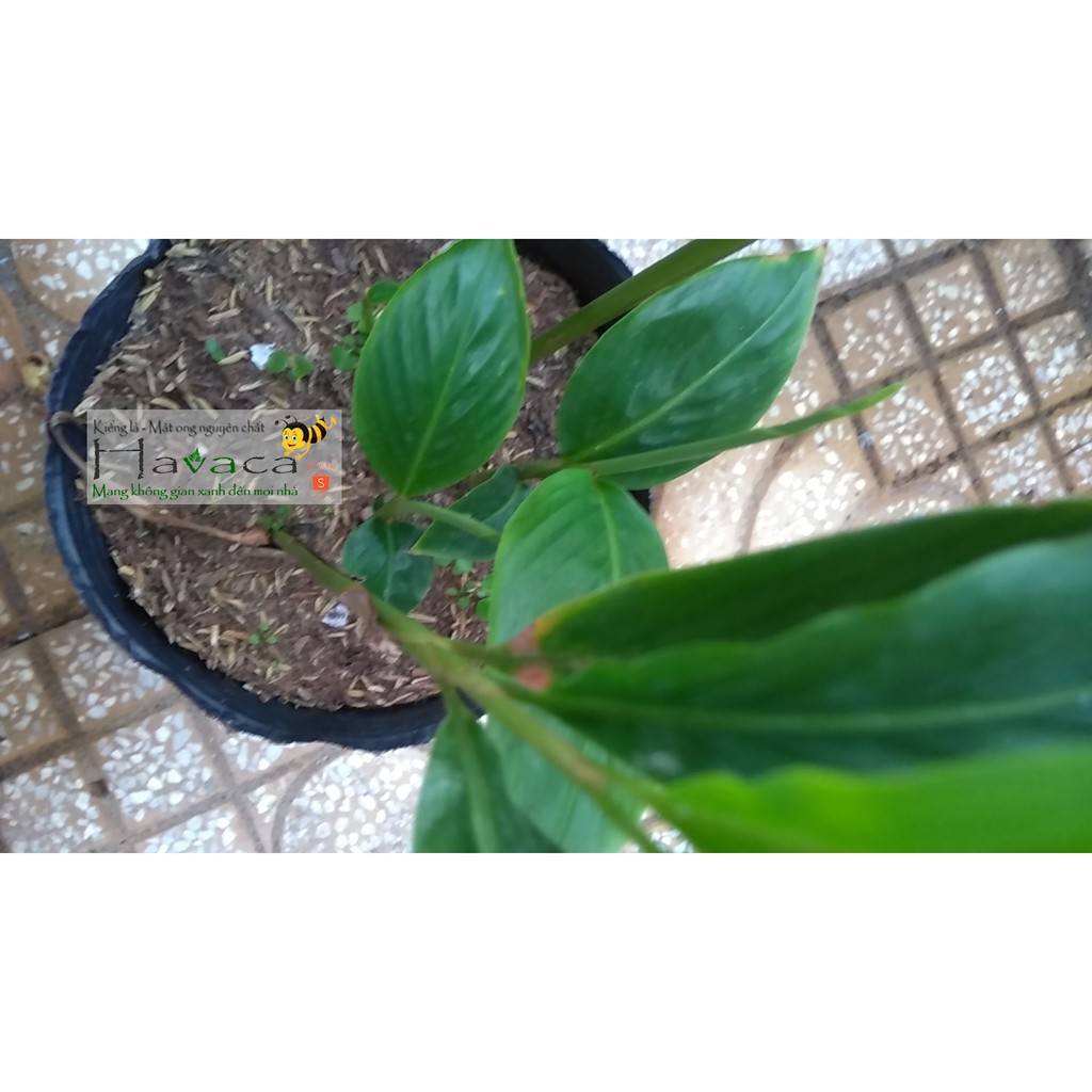 Cây hoa hạnh phúc