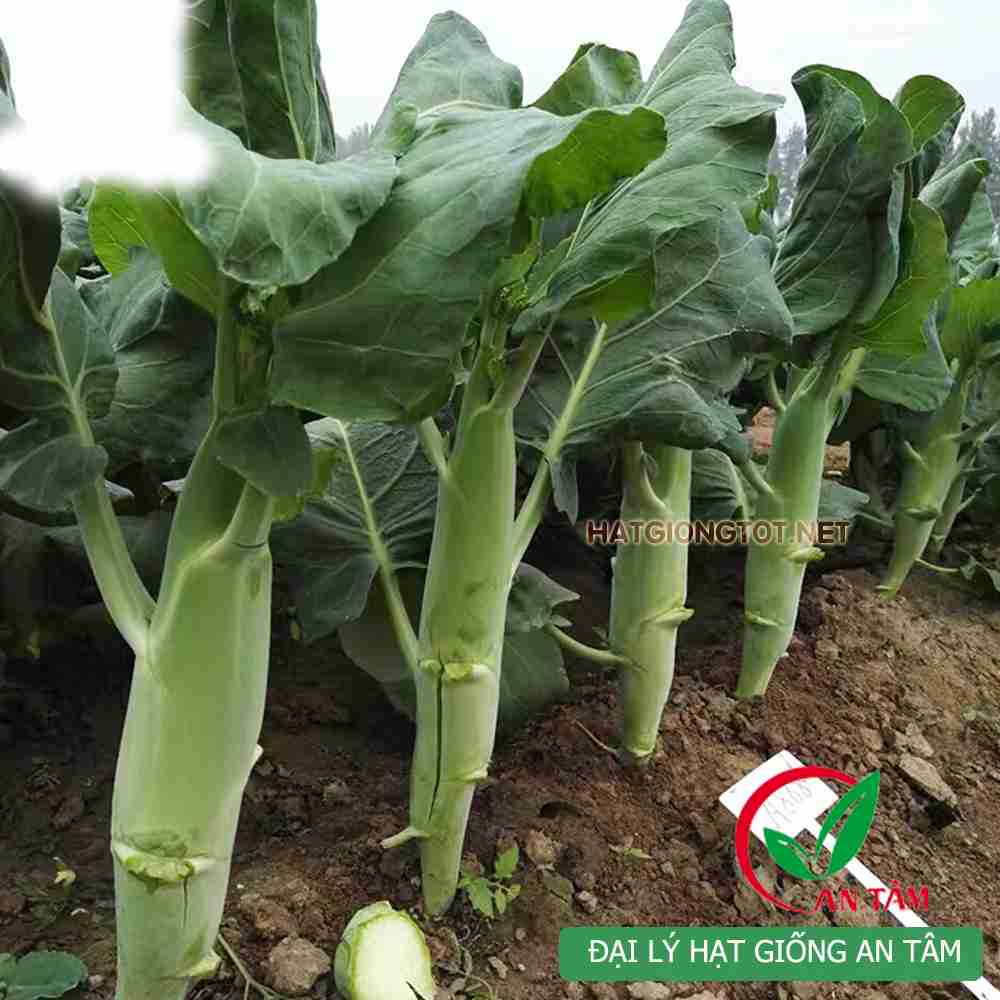 Hạt Giống Cải Làn Hoa Trắng F1 KL 20gam