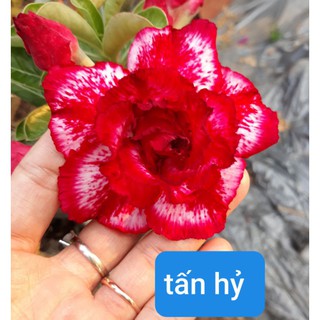 Cây sứ ghép__ combo 7 cây__7 màu