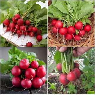 5Gram Hạt giống củ cải đỏ tí hon F1
