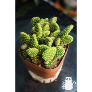 Bụi xương rồng tai thỏ vàng