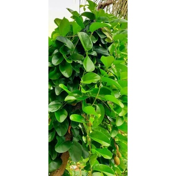 Lá sương sâm trơn tươi trồng hữu cơ 500g