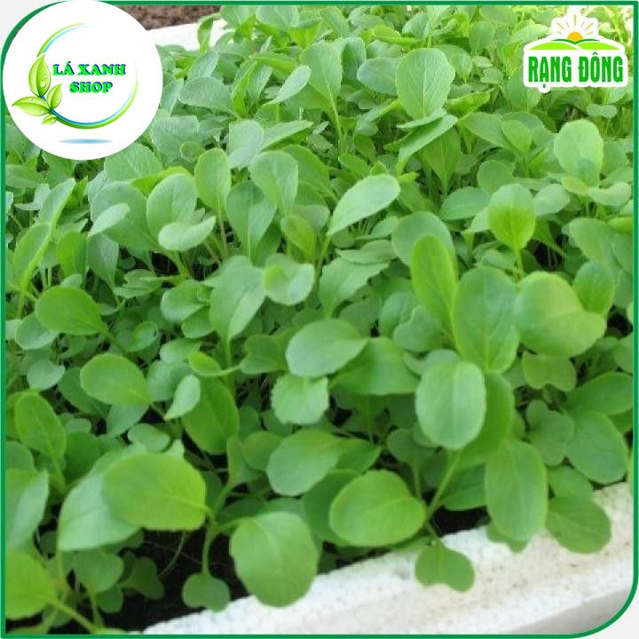 Hạt giống Cải Xanh Ăn Non, Nhanh Thu Hoạch, Trồng Quanh Năm (gói 20 gram) - Hạt Giống Rạng Đông