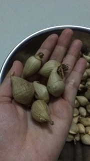 Tỏi mồ côi Phan Rang