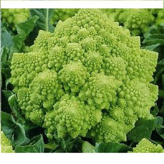 (Rẻ nhất) Hạt giống súp lơ san hô gói 20 hạt xuất xứ Đức tại thietbinhavuon- hàng đẹp - giao hàng nhanh.
