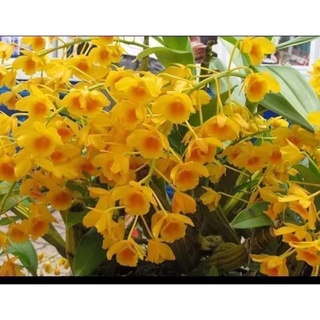 Hoa Lan Sơn thủy tiên (1 bó hình cuối)