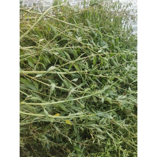 1 kg Cây Rau Mương (hỗ trợ dạ dày .đại tràng.nhiễm vi khuẩn HP)