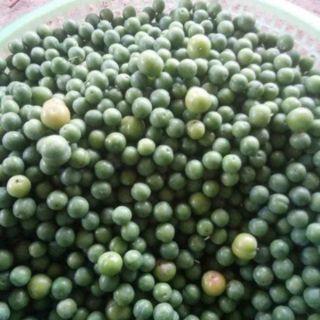 Mận cơm Tây Bắc