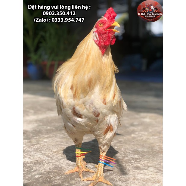 Dây Rút Màu Đánh Dấu Chân Gà 100 Sợi