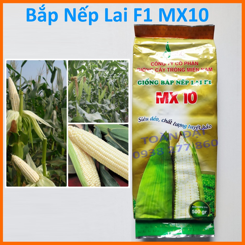 Hạt Giống Bắp Nếp Lai MX10 (500gr), giống ngô lai F1 HN88