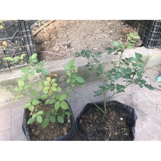 Cây hồng Camelot rose