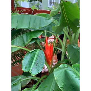cây giống chuối cảnh