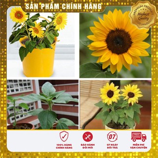 Hạt Giống Hoa Hướng Dương Lùn ( 30 hạt)