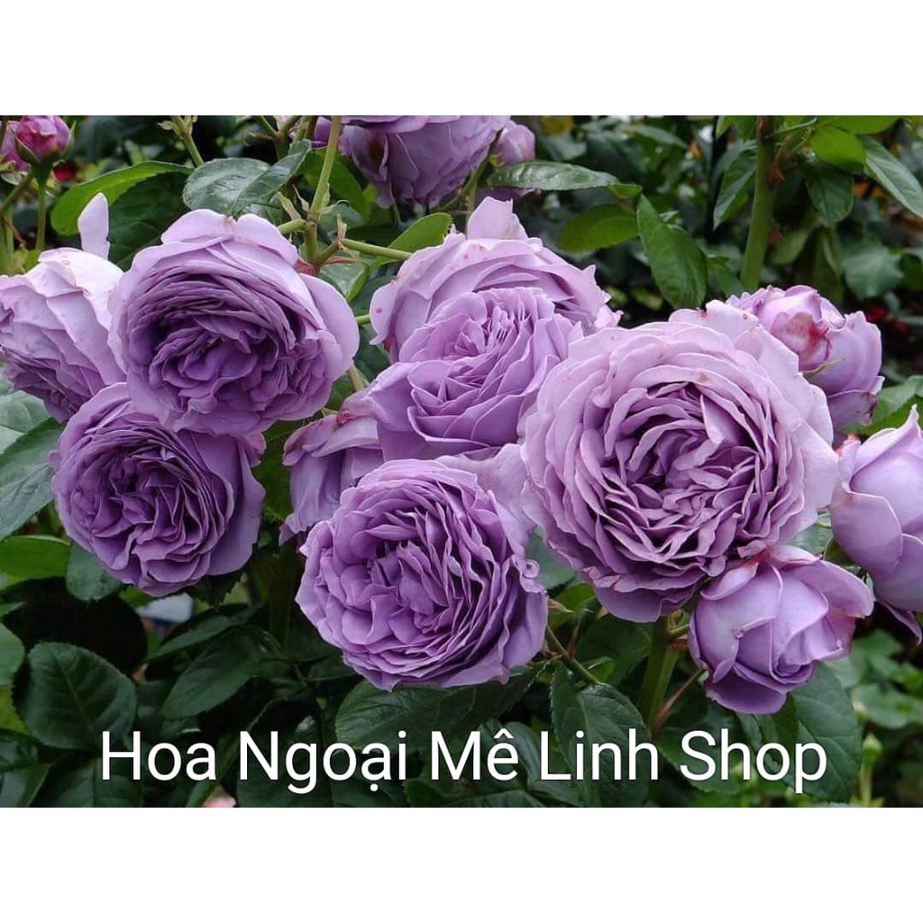 Hoa Hồng Blue strome  tím đẹp hương thơm hoa quả- Hoa ngoại mê linh