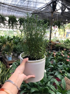 Cây Hương Thảo Rose Mary
