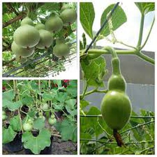 Hạt giống bầu hồ lô (2G)