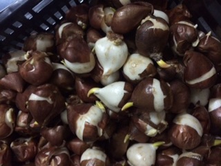 Combo 50 củ hoa Tulip đủ các màu