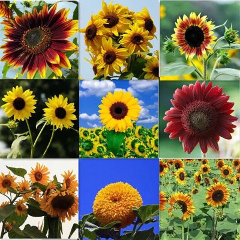 Hạt giống hướng dương mix 9 loại - 30 hạt, chịu nhiệt tốt Seed Land