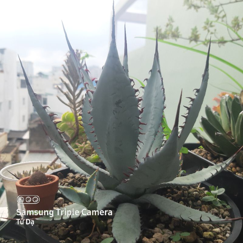 Sen Đá Xương Rồng Dứa Agave Palmeri Katsugen. Agave Palmeri Kutsugen No Mai Ogi.