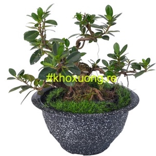 Chậu Truyền Thống, Chậu T38 ĐK miệng phủ bì 36.5cm (Lọt lòng chậu 31cm) x Chiều Cao 20cm - trồng cây, trồng sen súng