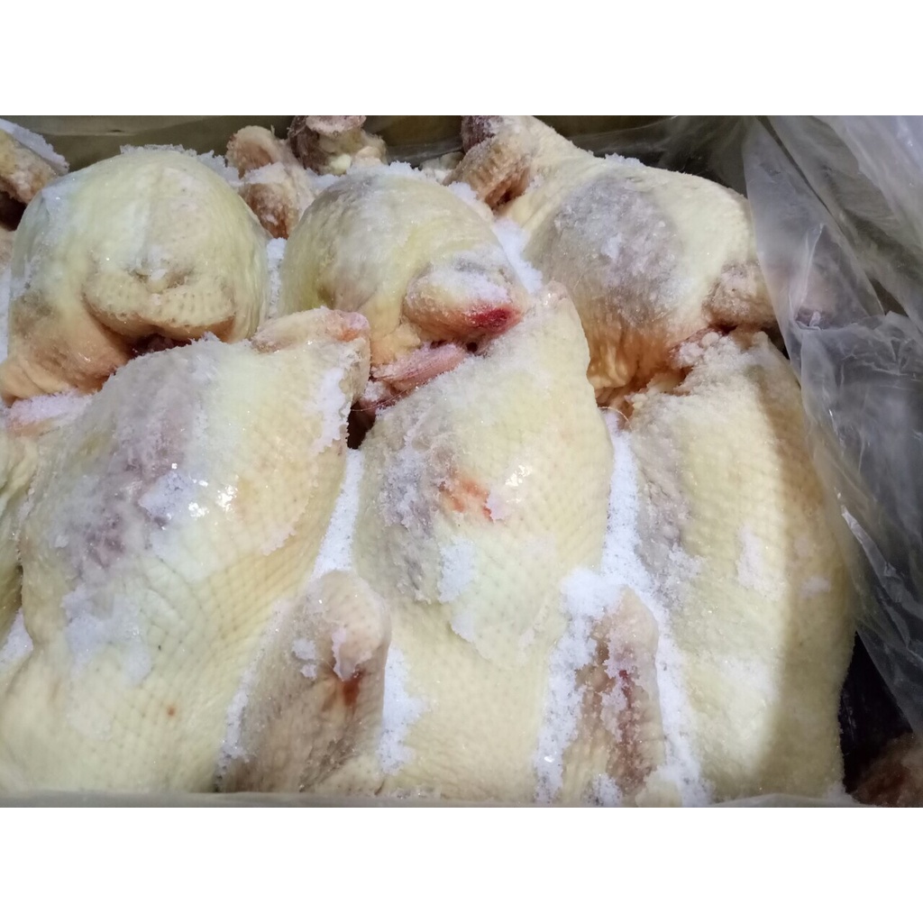 Gà dai nguyên con Hàn Quốc