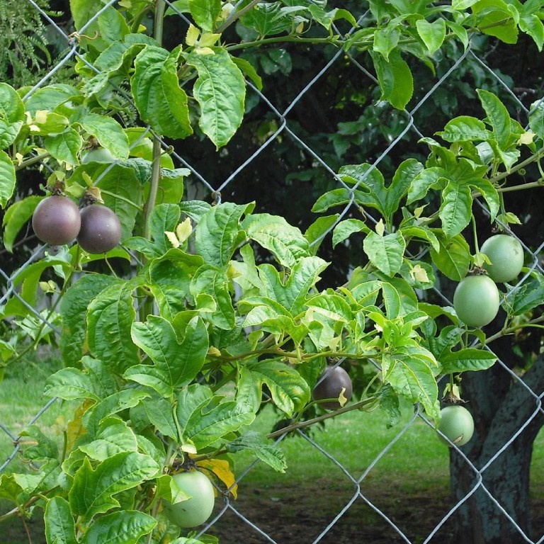 ( HOT ) Hạt giống cây chanh leo, chanh dây 20 hạt/ gói