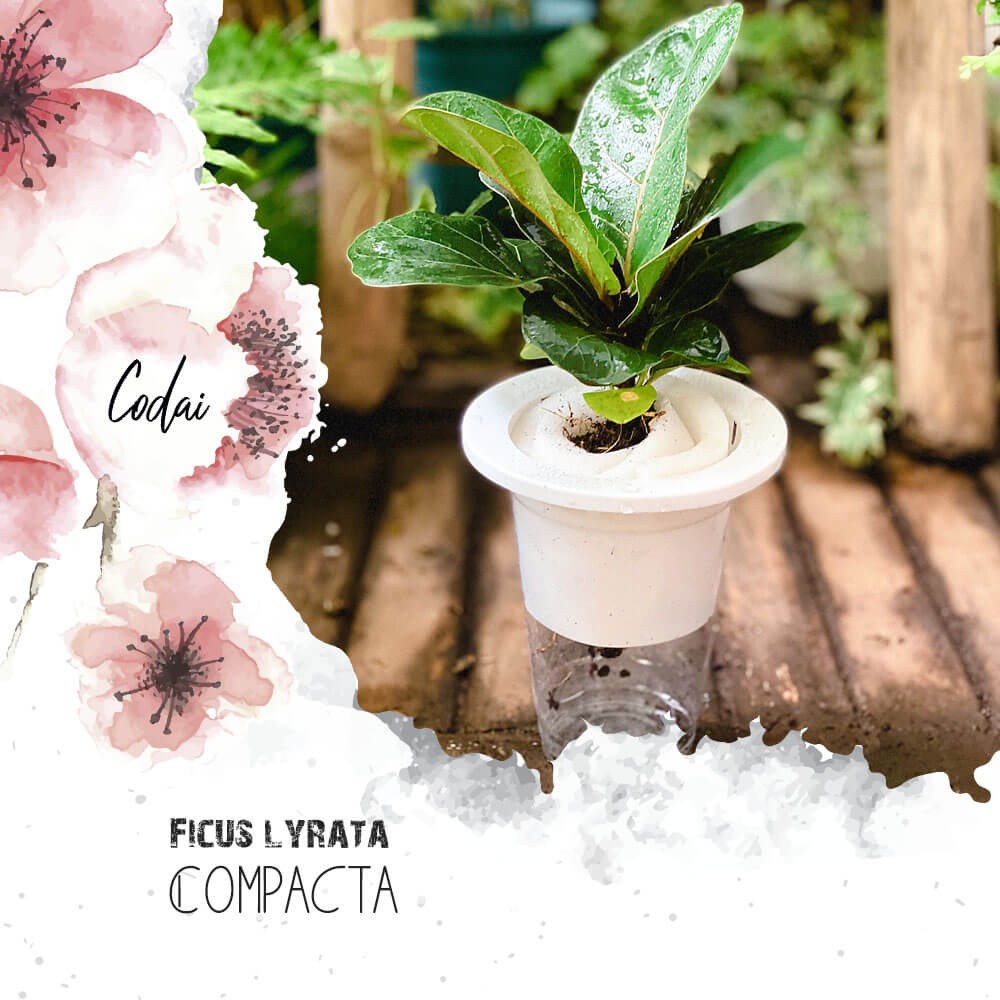 Cây Ficus lyrata Compacta (Bàng Sing) chậu thủy sinh 2 lớp (TC) không cần tưới