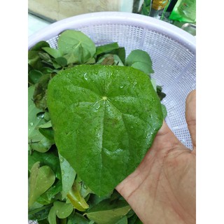 Lá sương sâm (sâm lông và sâm lá thường)