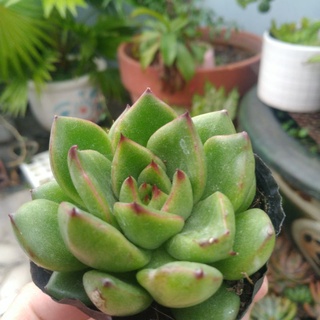 Sen đá xanh cánh đỏ - Sen đá số 1