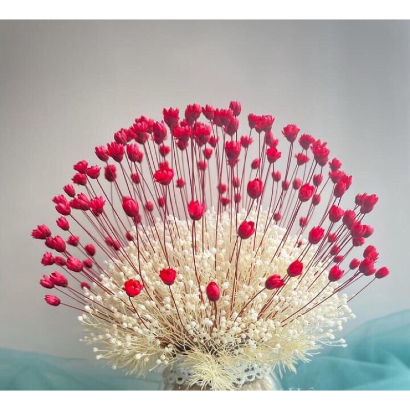 Mua lẽ như sỉ, 100 bông hoa Tuyết nhiệt đới, Snowy, Star flower. Hoa có xuất xứ Brazil tặng kèm lọ thuỷ tinh mini