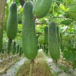 Đất sét nung Popper Thái Lan 1 Lít nhiều size - Trồng sen đá, trồng lan, trồng cây sứ, thuỷ canh, rãi trang trí bề mặt.