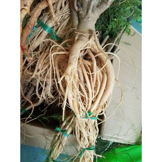 Rể đinh lăng nguyên củ (củ 1kg - 1.2kg)