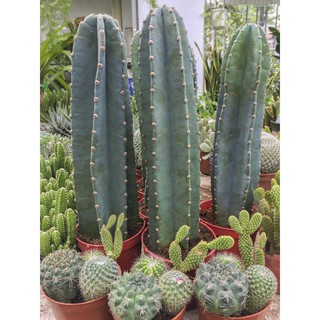 Xương rồng trụ cao 30-40cm