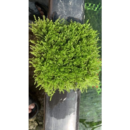 Rêu thuỷ sinh mini taiwan | Pelia | weeping Sin | us fiss | flame | mini spinky | cây thuỷ sinh dễ trồng không cần co2