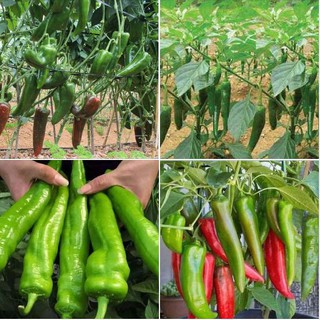 Hạt giống Ớt sừng ngọt F1 - 1 gói 0,5gram