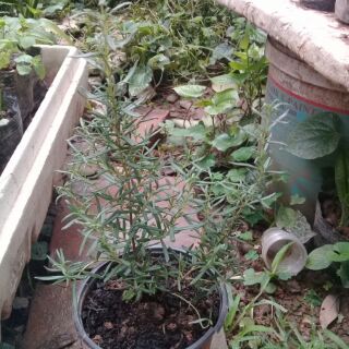 Cây hương thảo rosemary