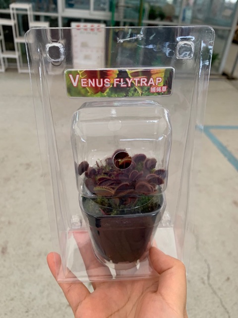 Cây bẫy kẹp - venus flytrap Red Piranha