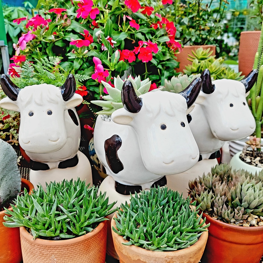 Chậu men, Chậu sen đá - Bò sữa lớn vui vẻ cười, miệng chậu 10cm, chiều cao 17cm