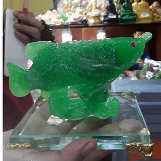 Cá kim long phong thuỷ